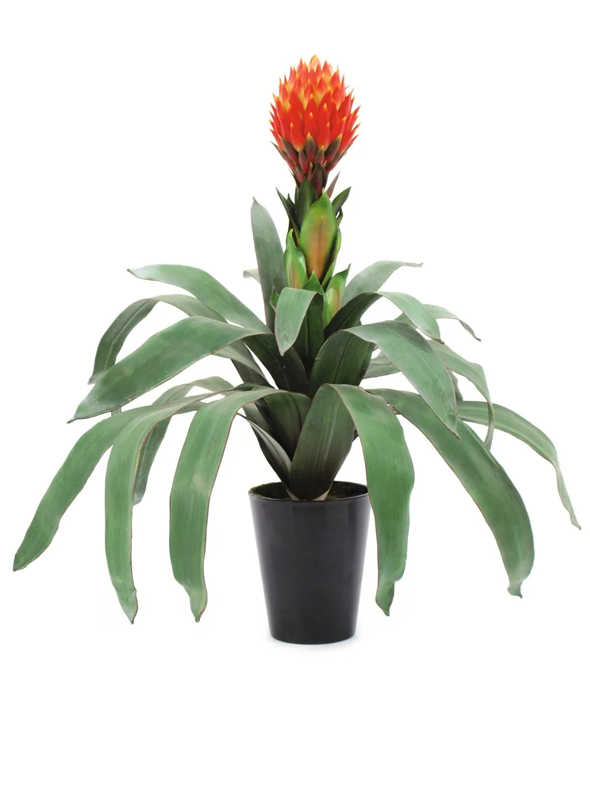 EUROPALMS Bromelia, 68cm - Split