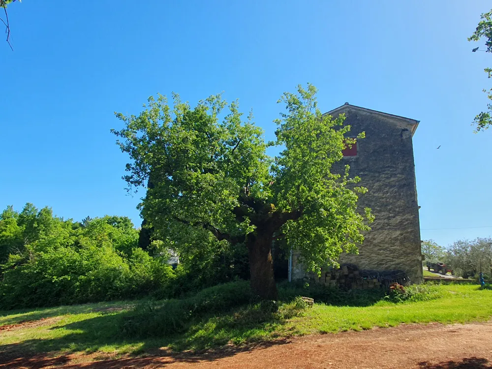 vižinada, imanje s kućom od 180 m2 i zemljištem 35380 m2, kop-740 - slika 5