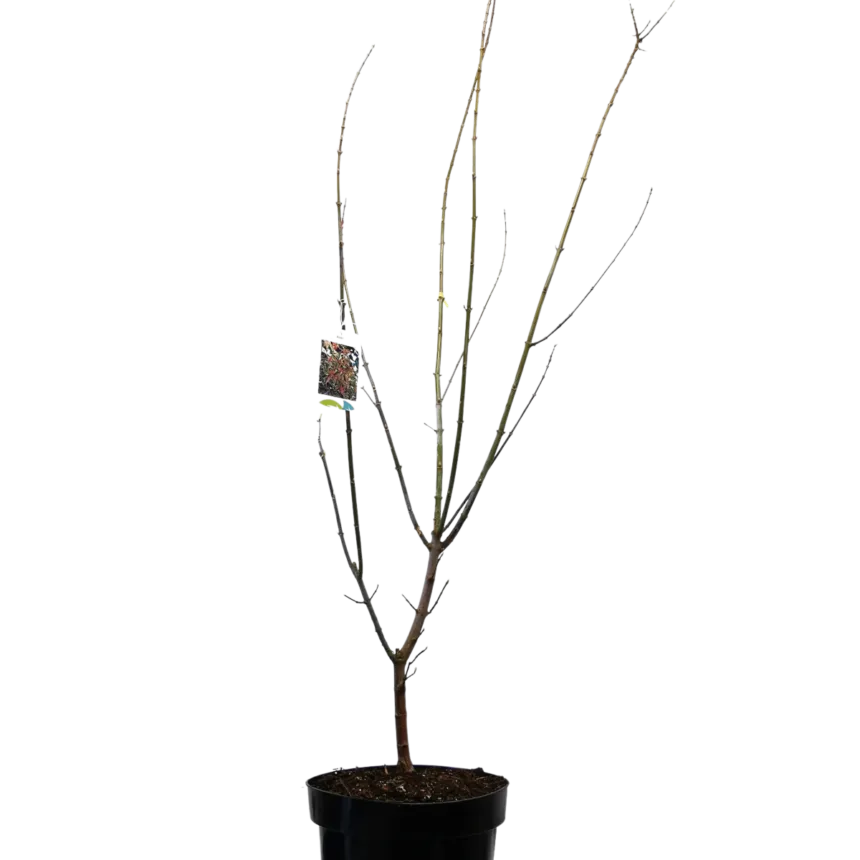 acer negundo “flamingo” - slika 2