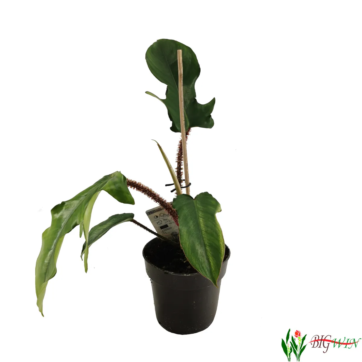 PHILODENDRON “Squamiferum” - Brestovac