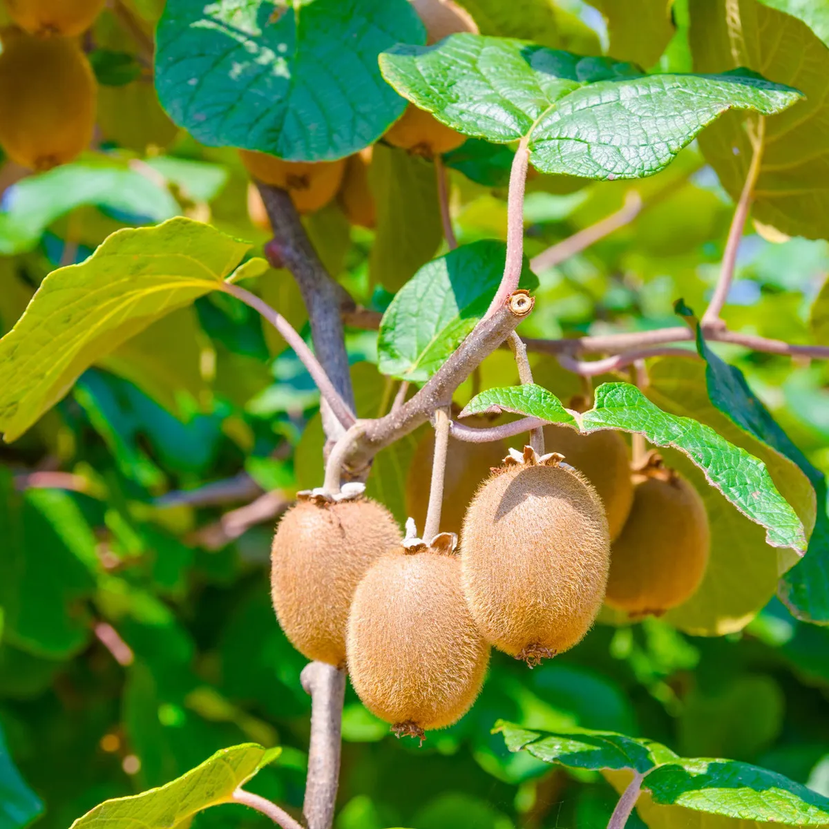 actinidia d. “jenny” kiwi - slika 2