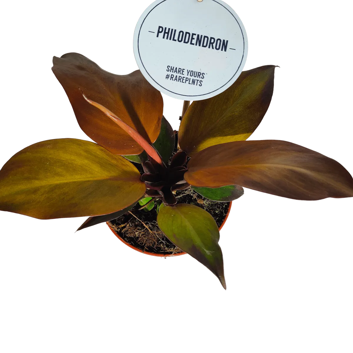 philodendron “mccolley’s finale” - slika 2