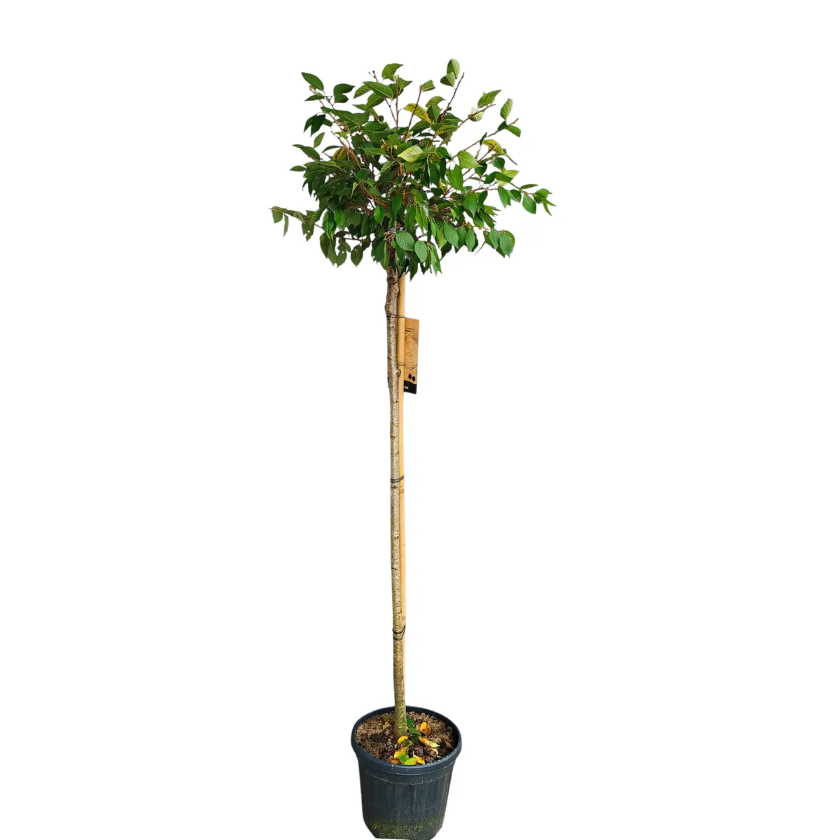 prunus sub. “autumnalis rosea”jap.uk.trešnja - slika 2