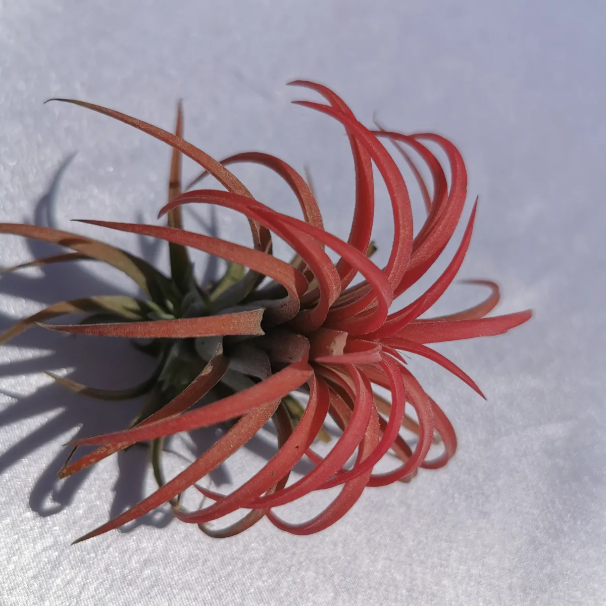tillandsia ionantha/zračna biljka - slika 4