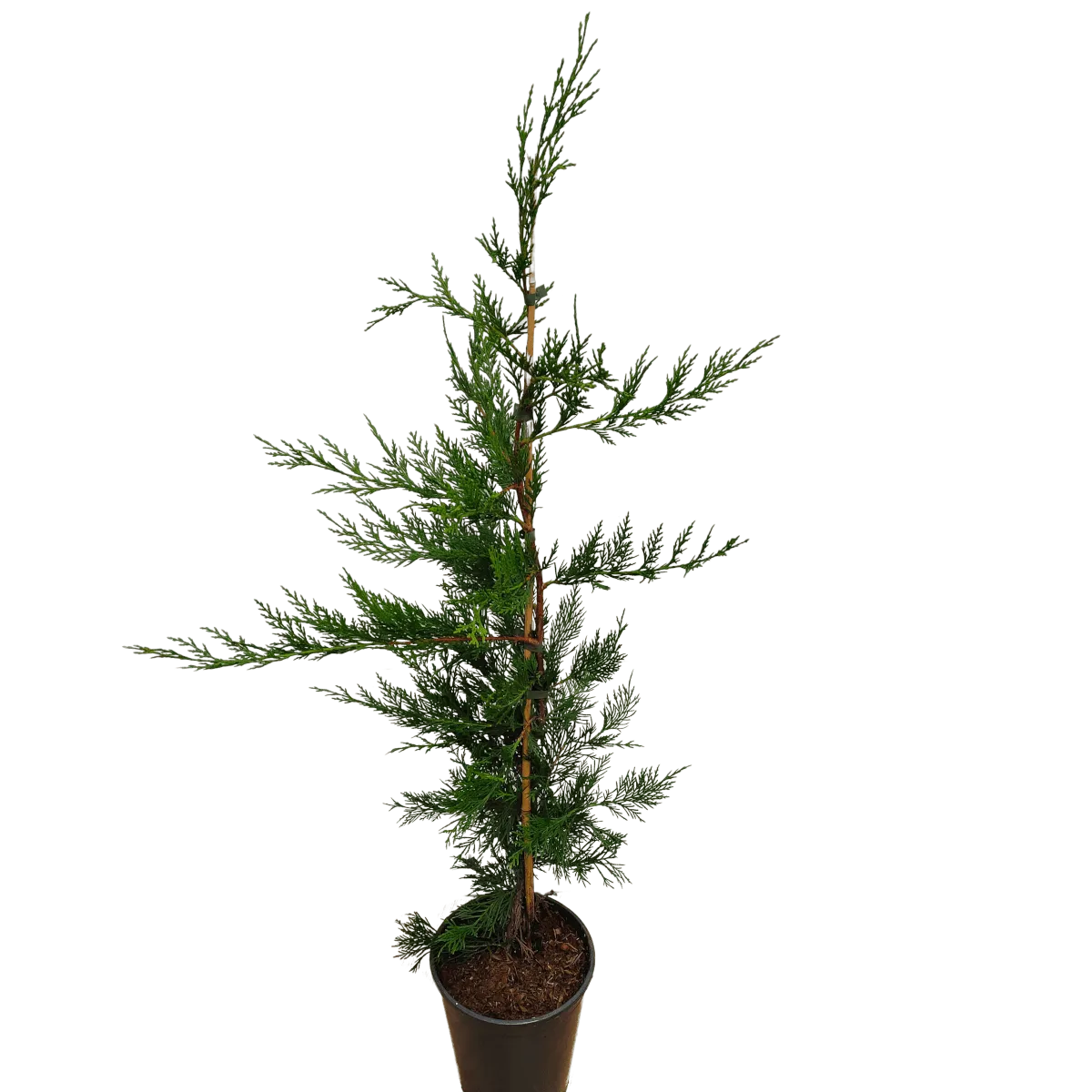 cupressocyparis leylandii - slika 2