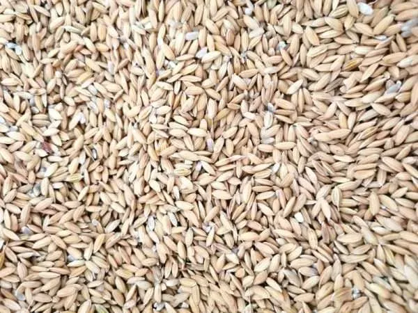 RIŽA neoljuštena 1kg – Paddy Rice - Đakovo