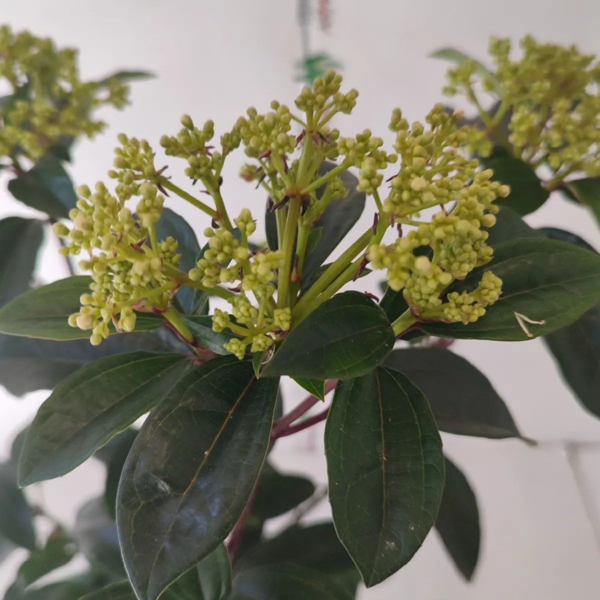 viburnum “yin” - slika 4