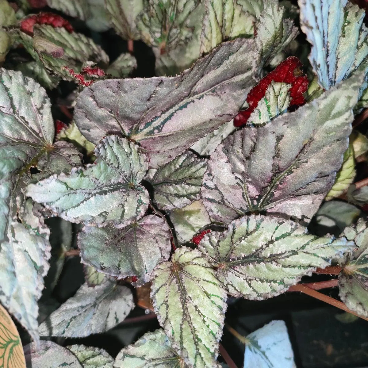 begonia foliage - slika 2