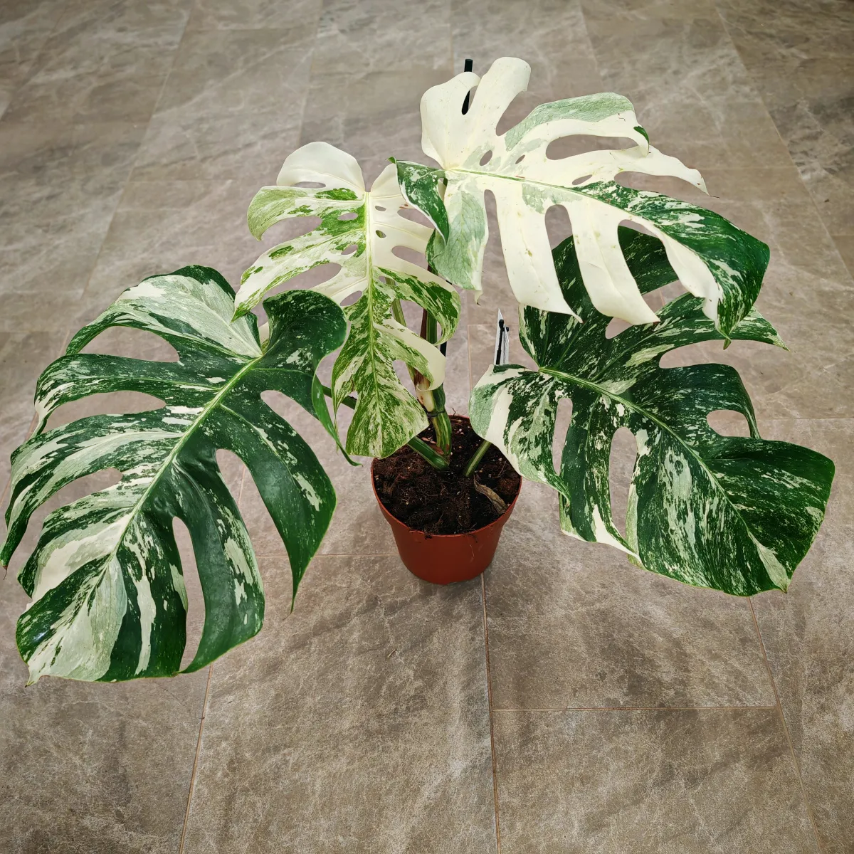monstera d. albo variegata - slika 4