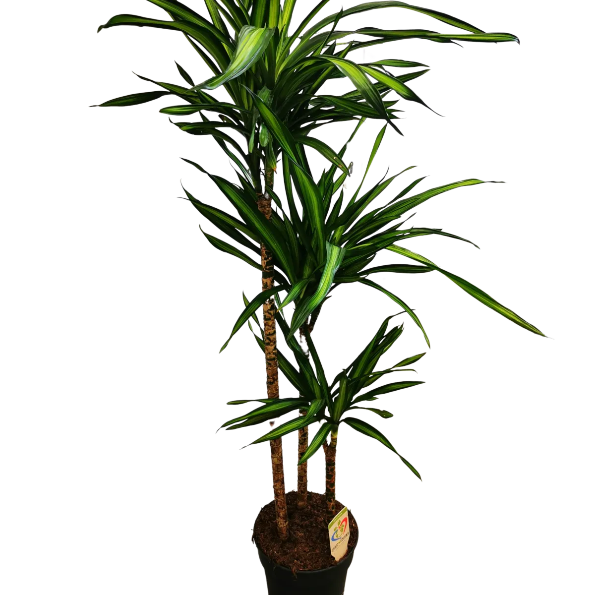 dracena frag. ‘riki’ - slika 2