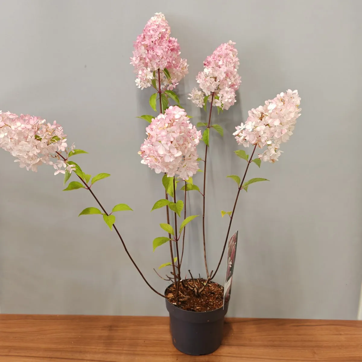 hydrangea pan.”vanille-fraise” - slika 2