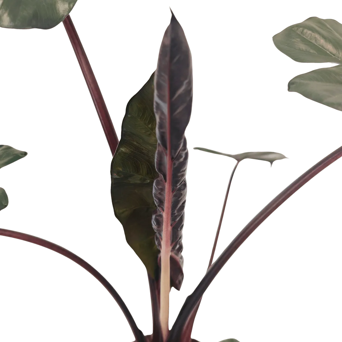 alocasia “yucatan princess” - slika 3