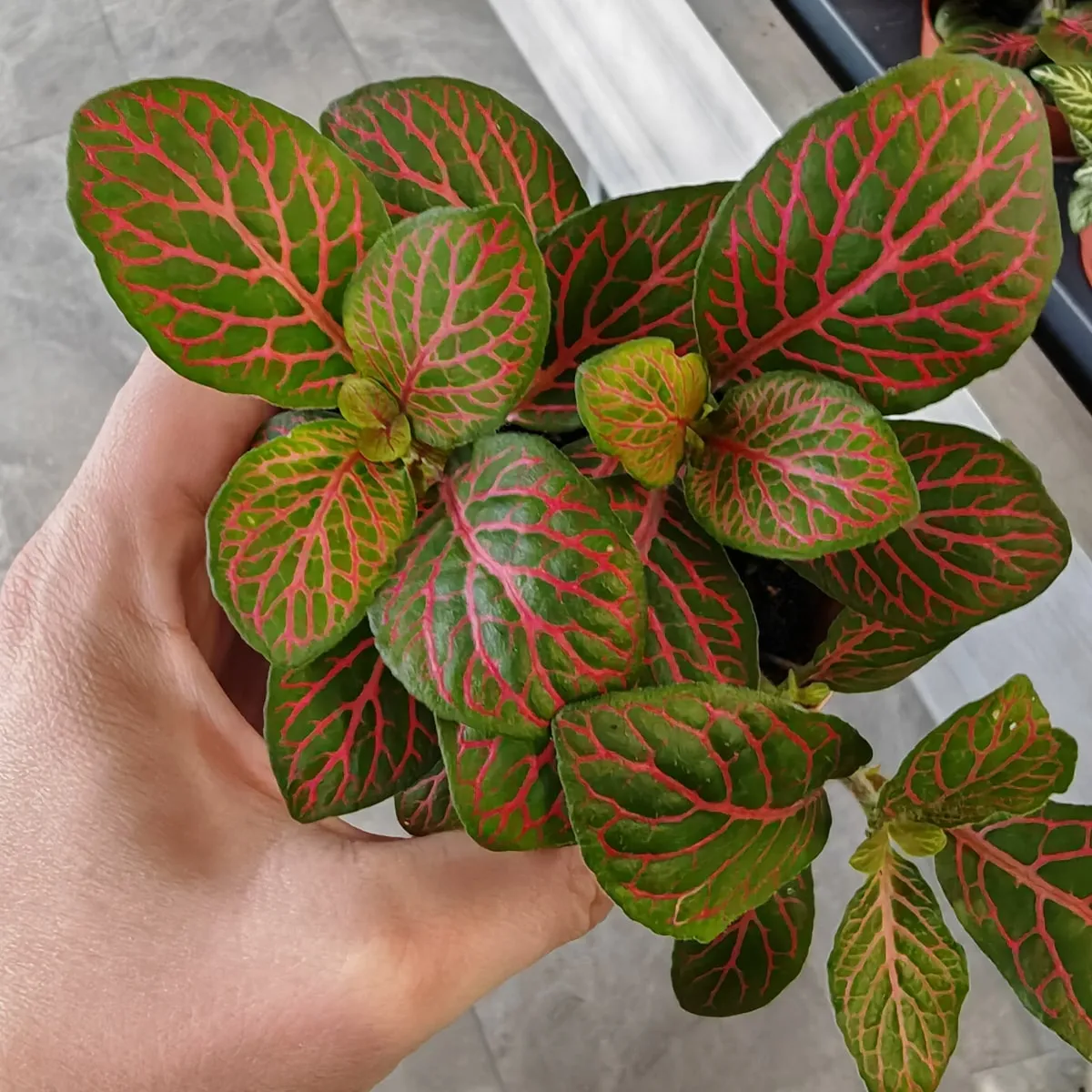 fittonia verschaffeltii - slika 3