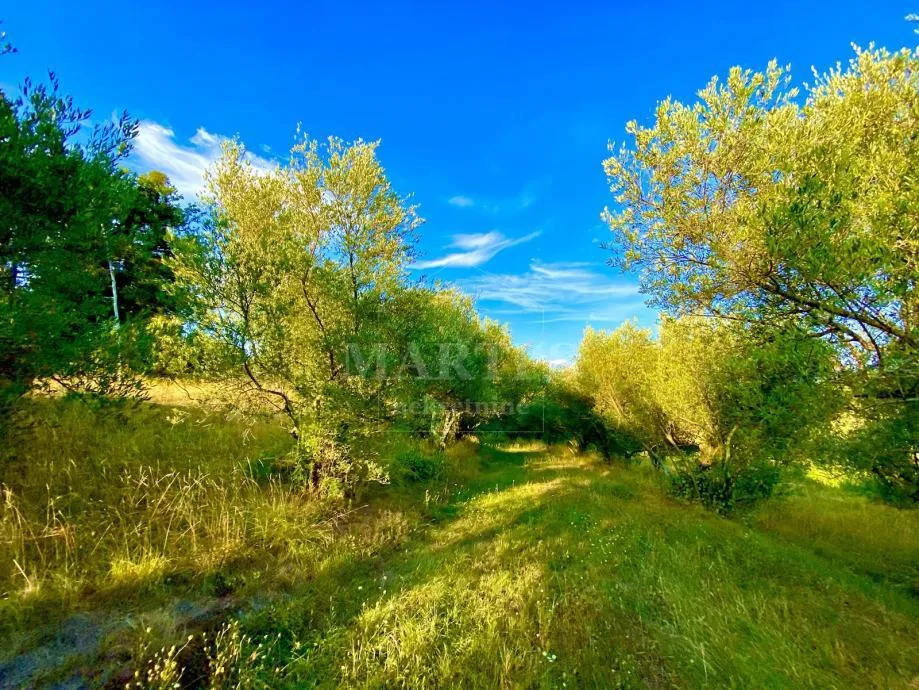 istra-draguć, 1088 m2, građ. teren, zgrada 80 m2 - slika 3