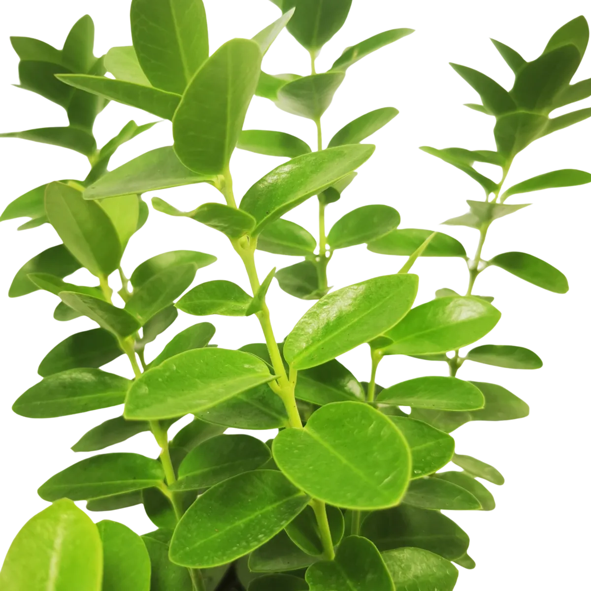 hoya cumingiana - slika 4