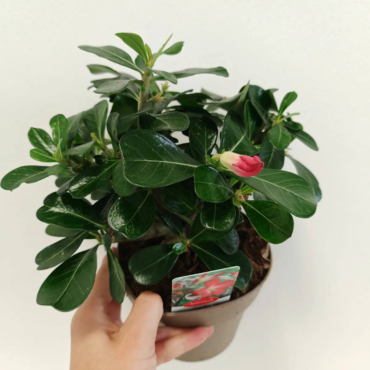 pustinjska ruža /adenium obesum - slika 3