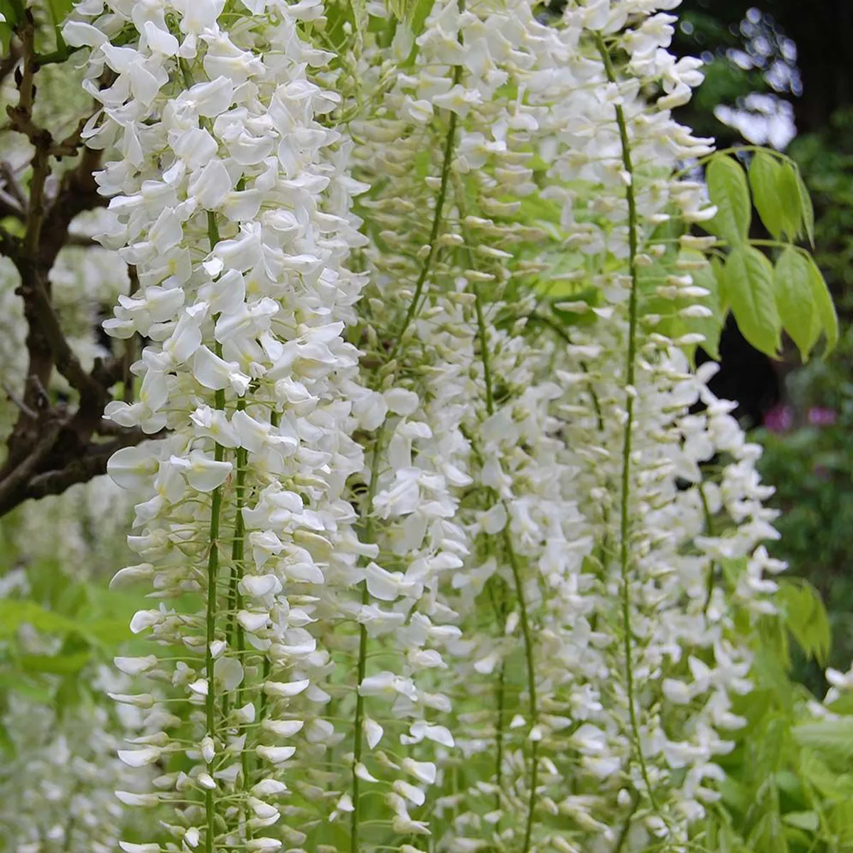 WISTERIA FLOR. “Alba” - Nurkovac, Brestovac