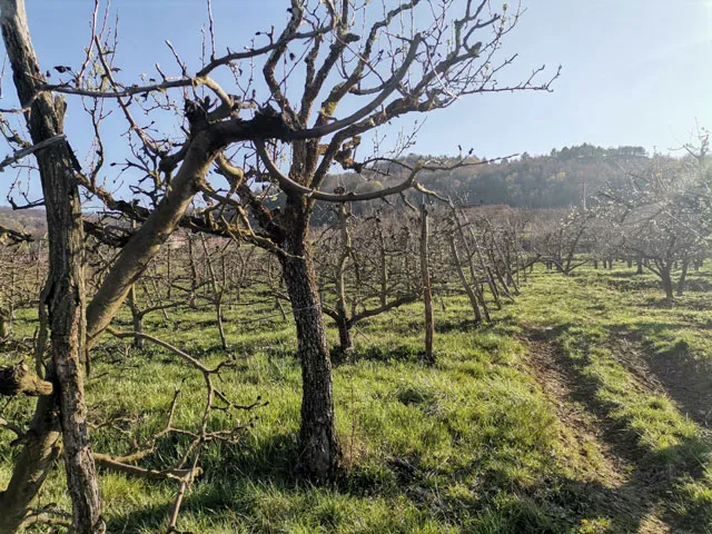 građevinsko zemljište 3306m2 sa pogledom na motovun - slika 3