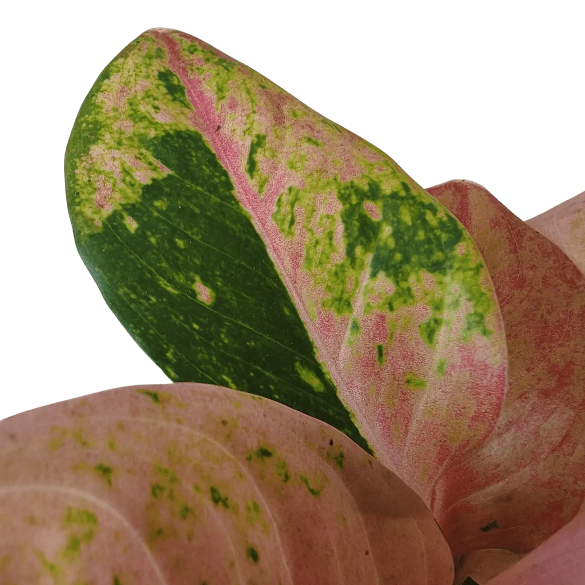 aglaonema “apple fantasy” - slika 2