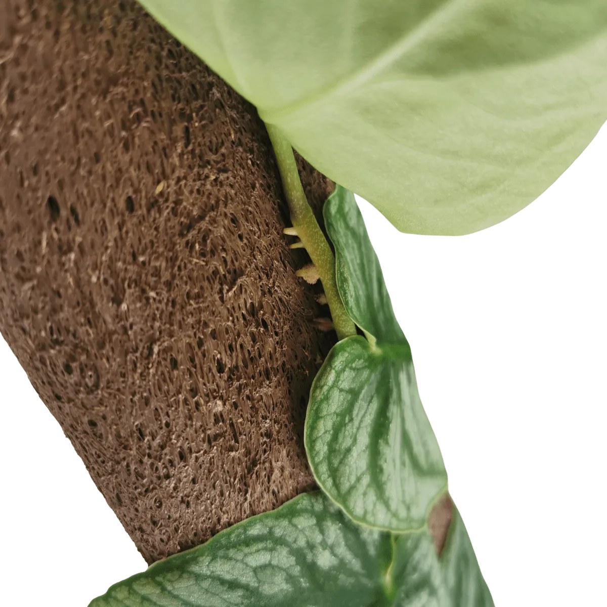 monstera “dubia” - slika 2