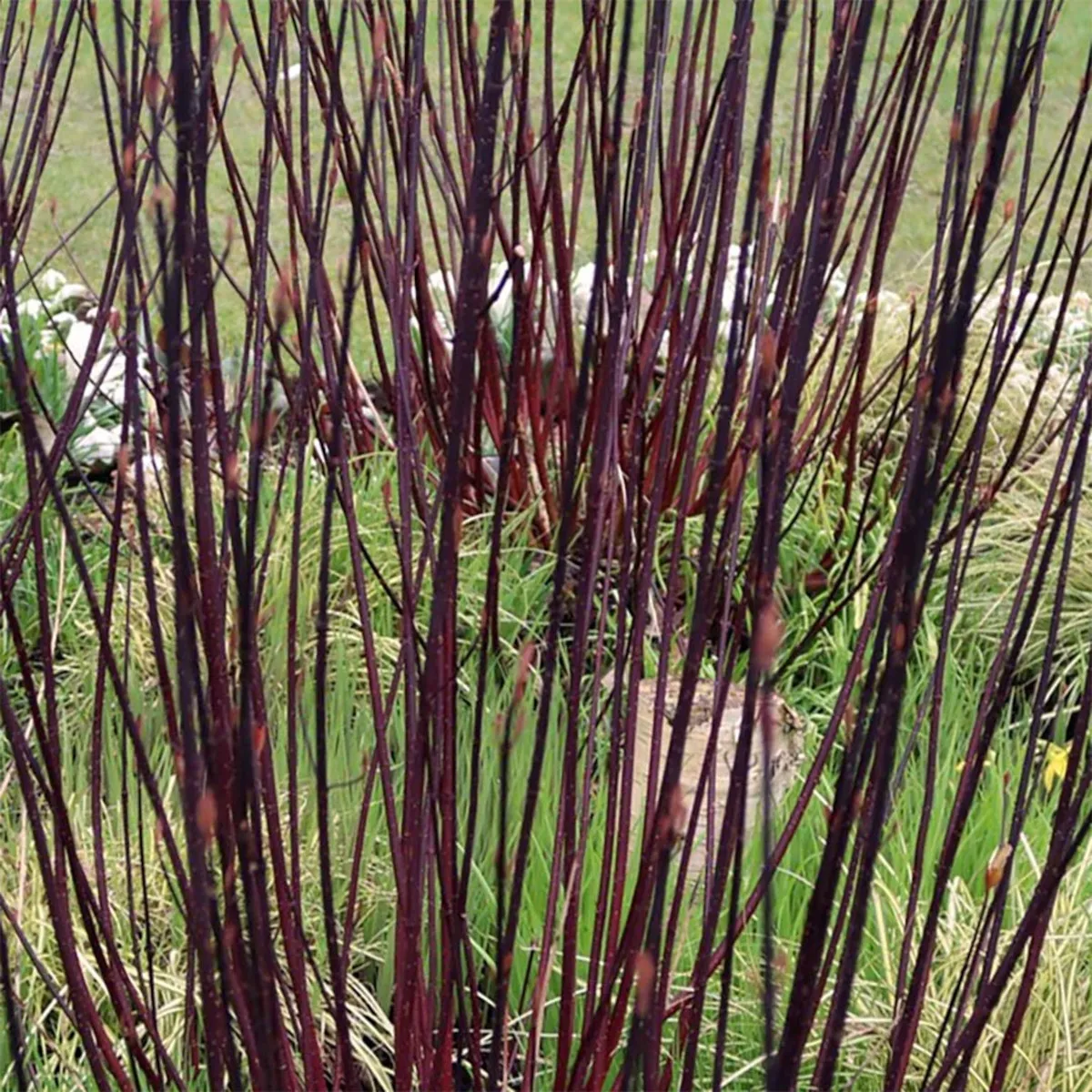 cornus/ukrasni drijen - slika 2