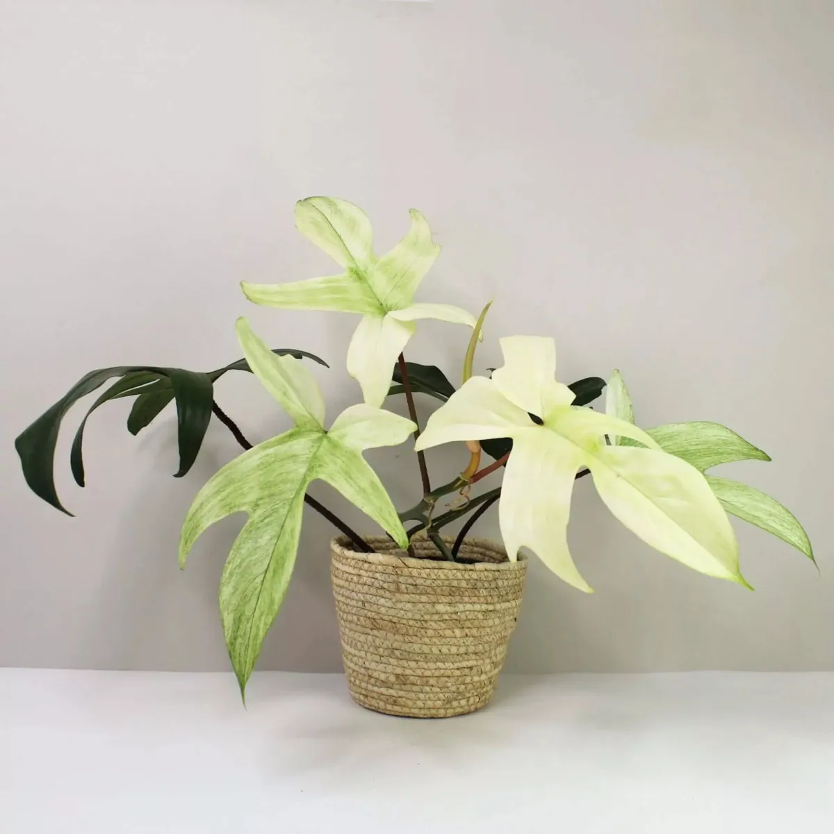 philodendron “florida ghost” - slika 3
