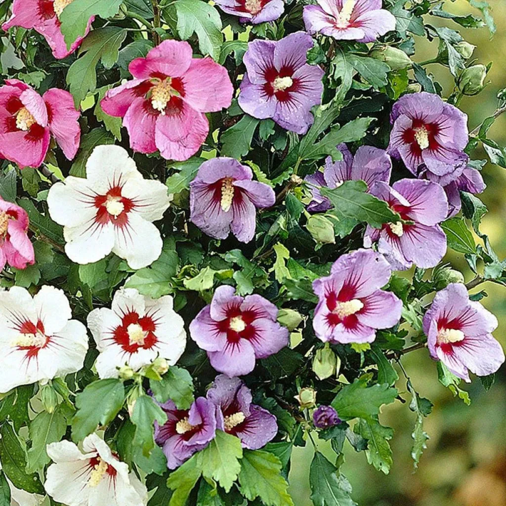 Hibiscus Syriacus - Nurkovac, Brestovac