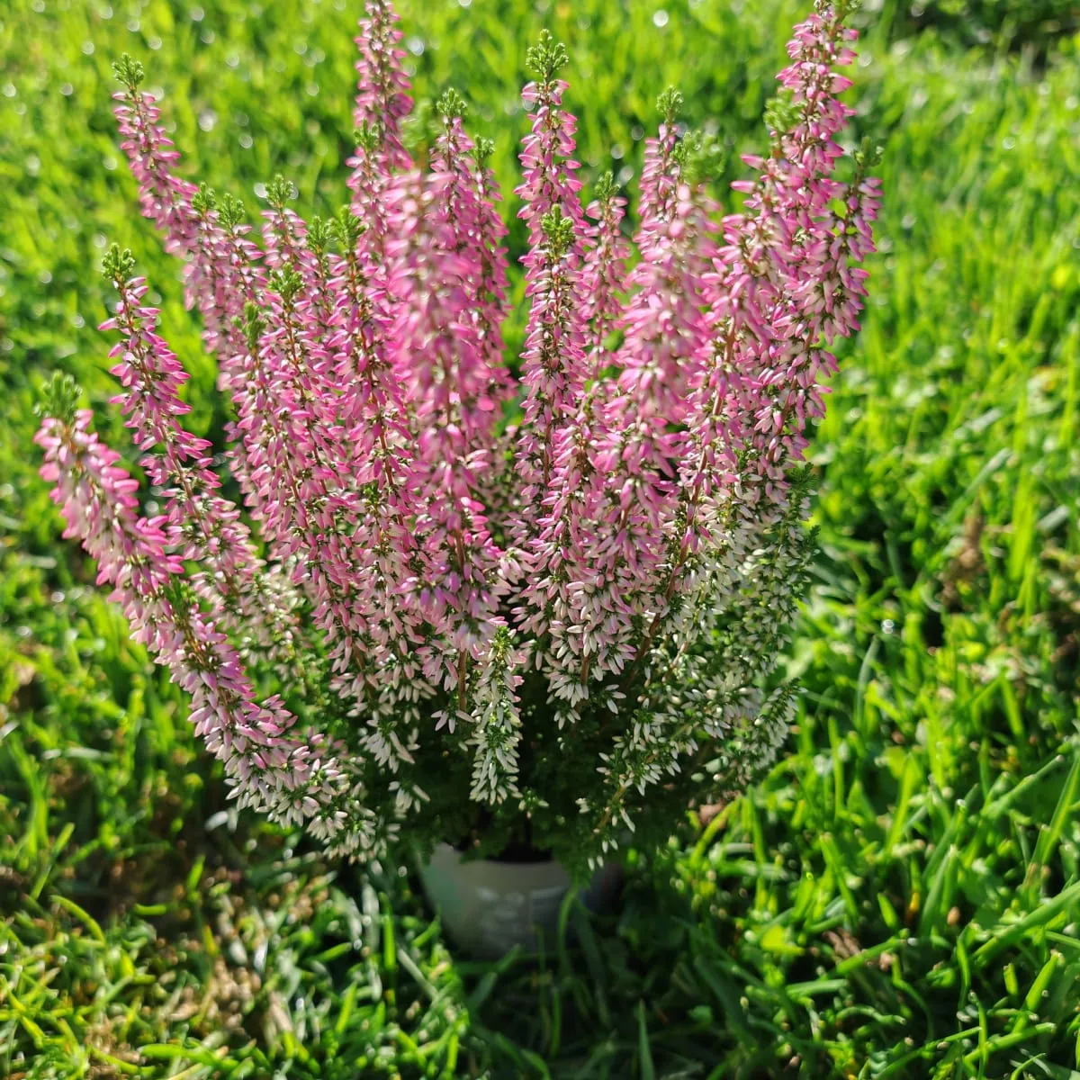 calluna “beauty ladies” - slika 4