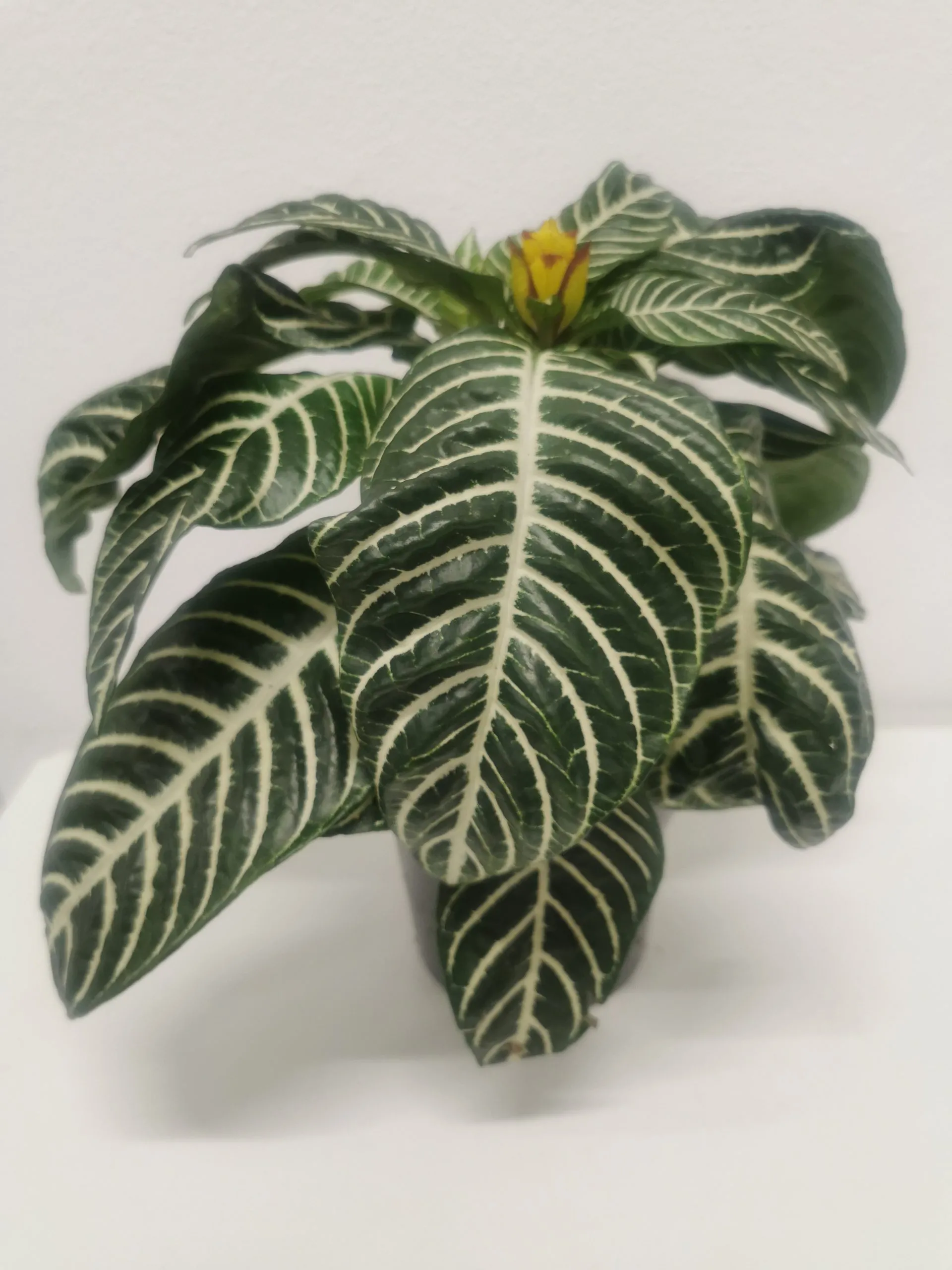 aphelandra sq.”dania” - slika 2