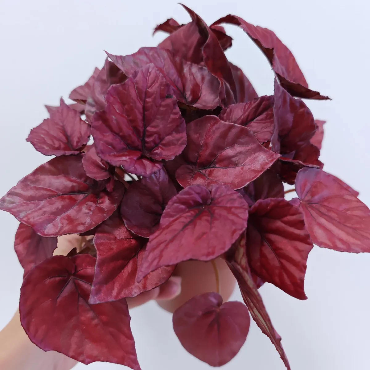 begonia foliage - slika 7