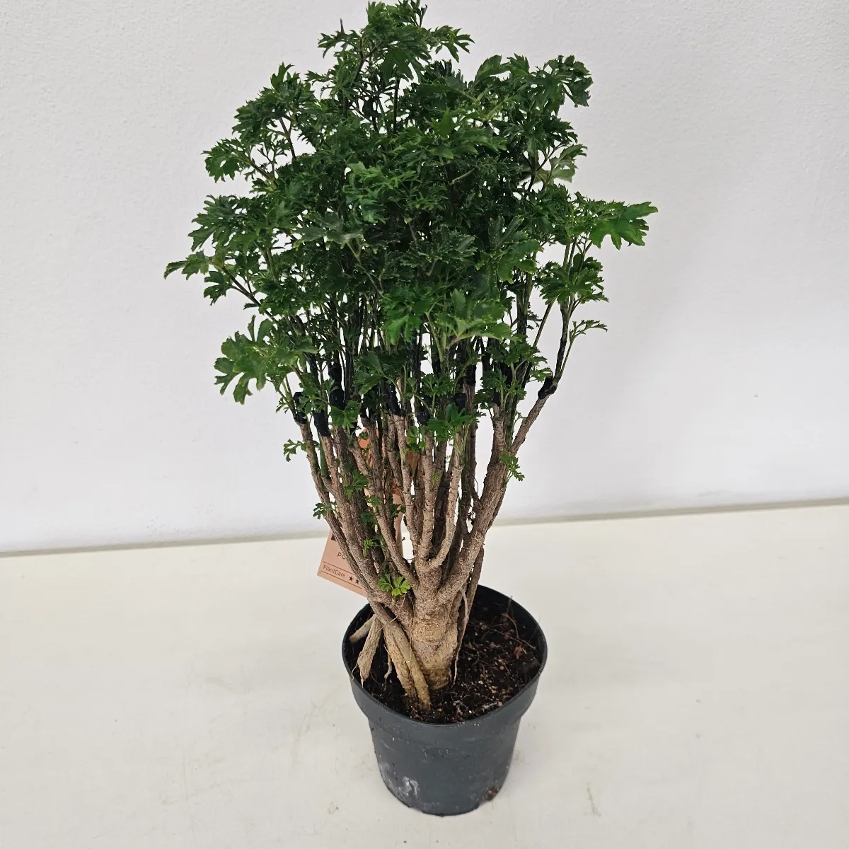 polyscias “parsley”/bonsai - slika 2