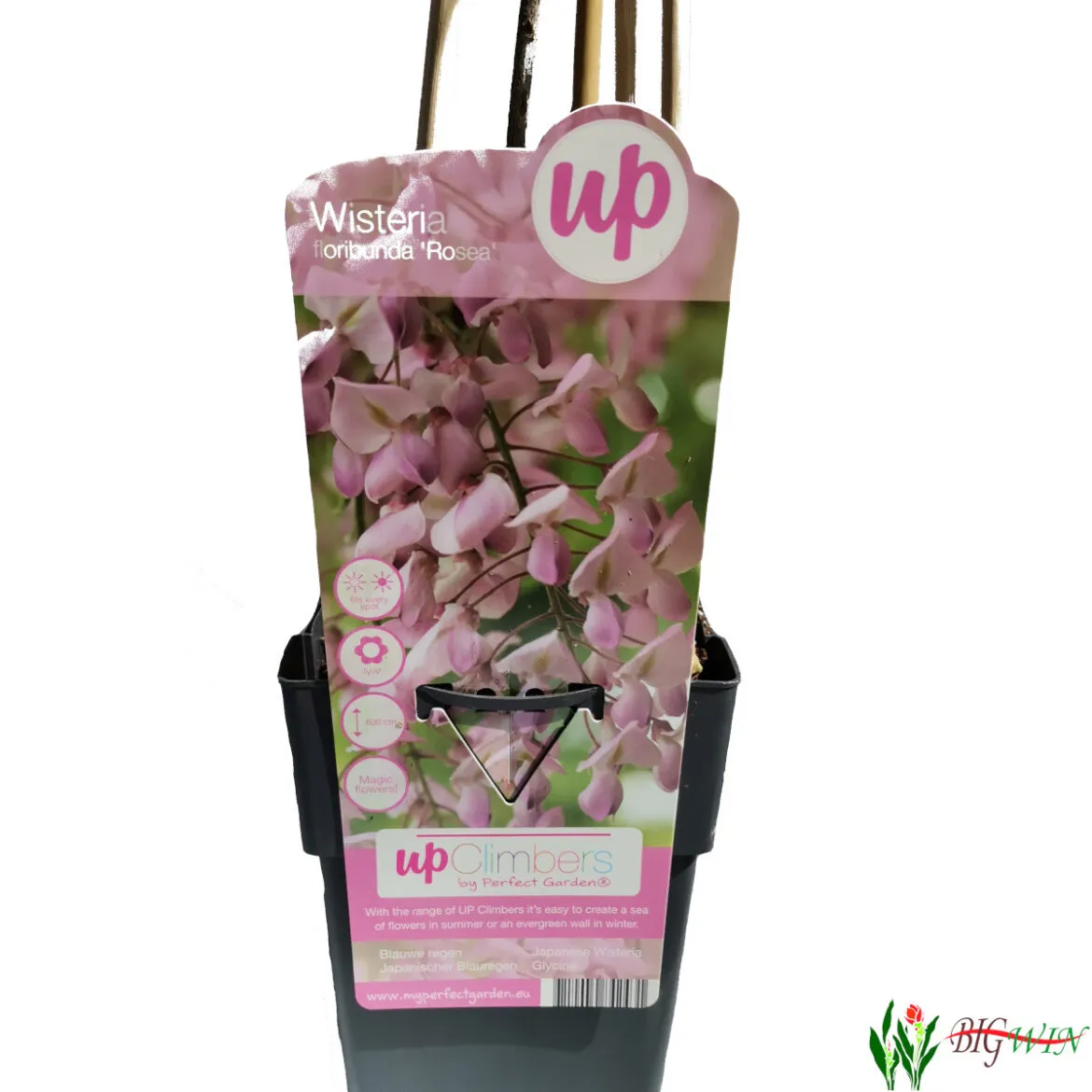 wisteria flor. “rosea” - slika 4