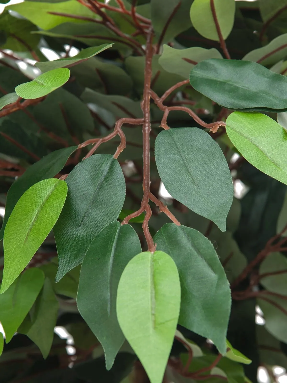 europalms ficus with dense crown, 180cm - slika 2