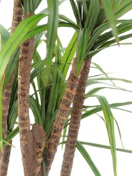 europalms yucca palm tree with trunks, 180cm - slika 2