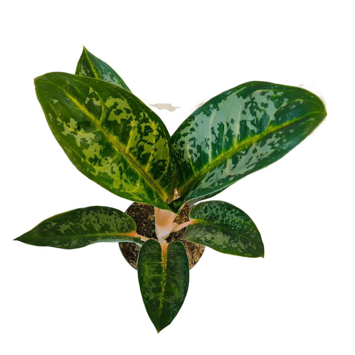 aglaonema “orange flame” - slika 2