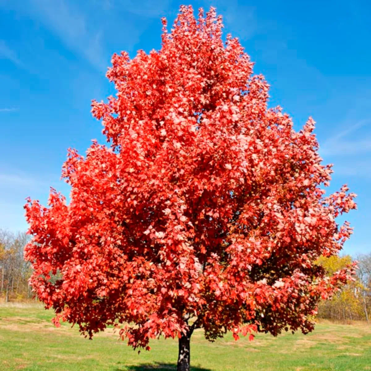 acer rubrum - slika 2