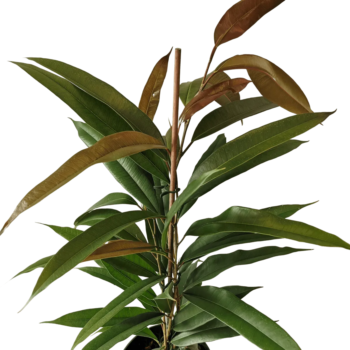 ficus “binn amstel king” - slika 2