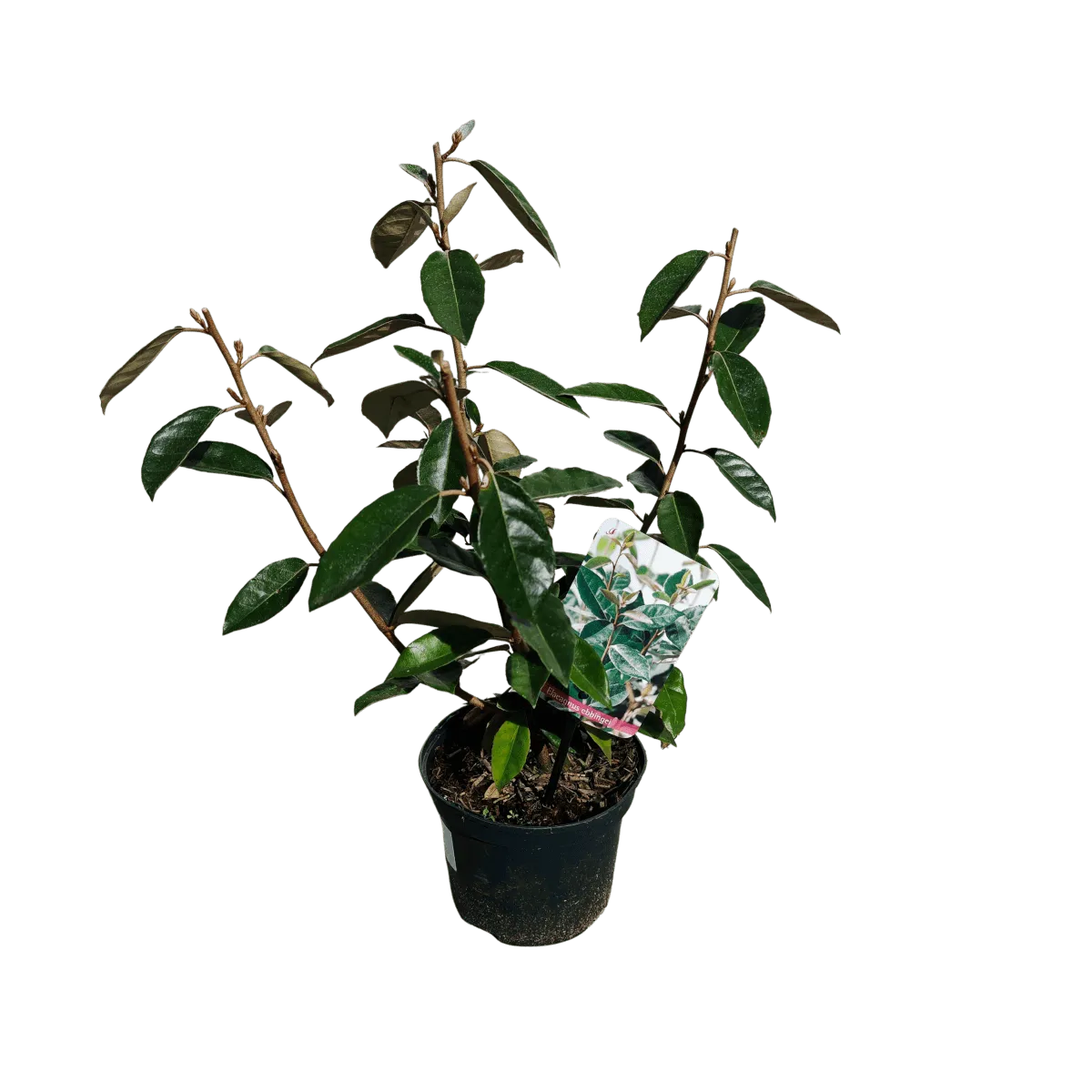 elaeagnus ebbingei - slika 3