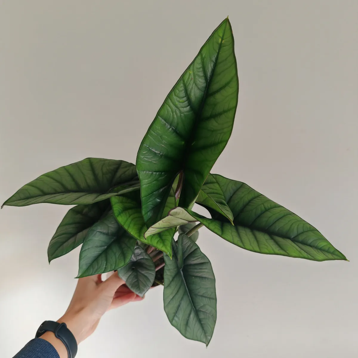 alocasia “platinum” - slika 3