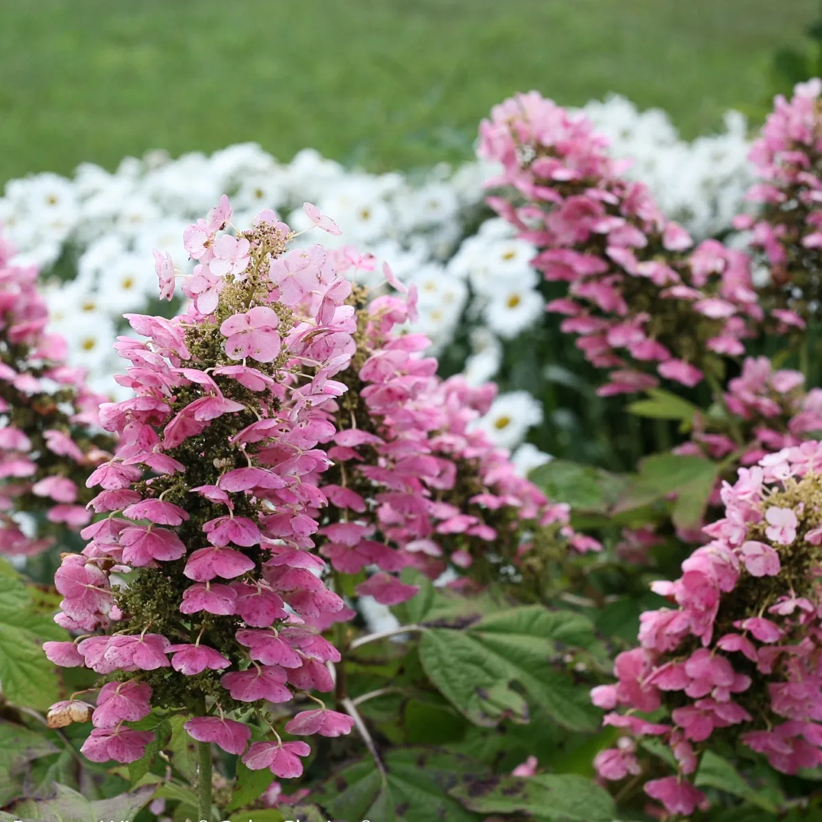 HYDRANGEA QUE.”Gatsby”hrast.hortenzija - Nurkovac, Brestovac