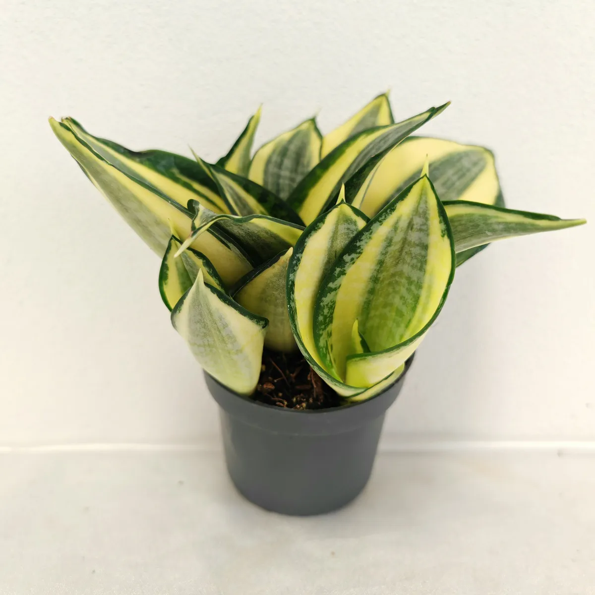 sansevieria “hahnii jade” multicolor - slika 3