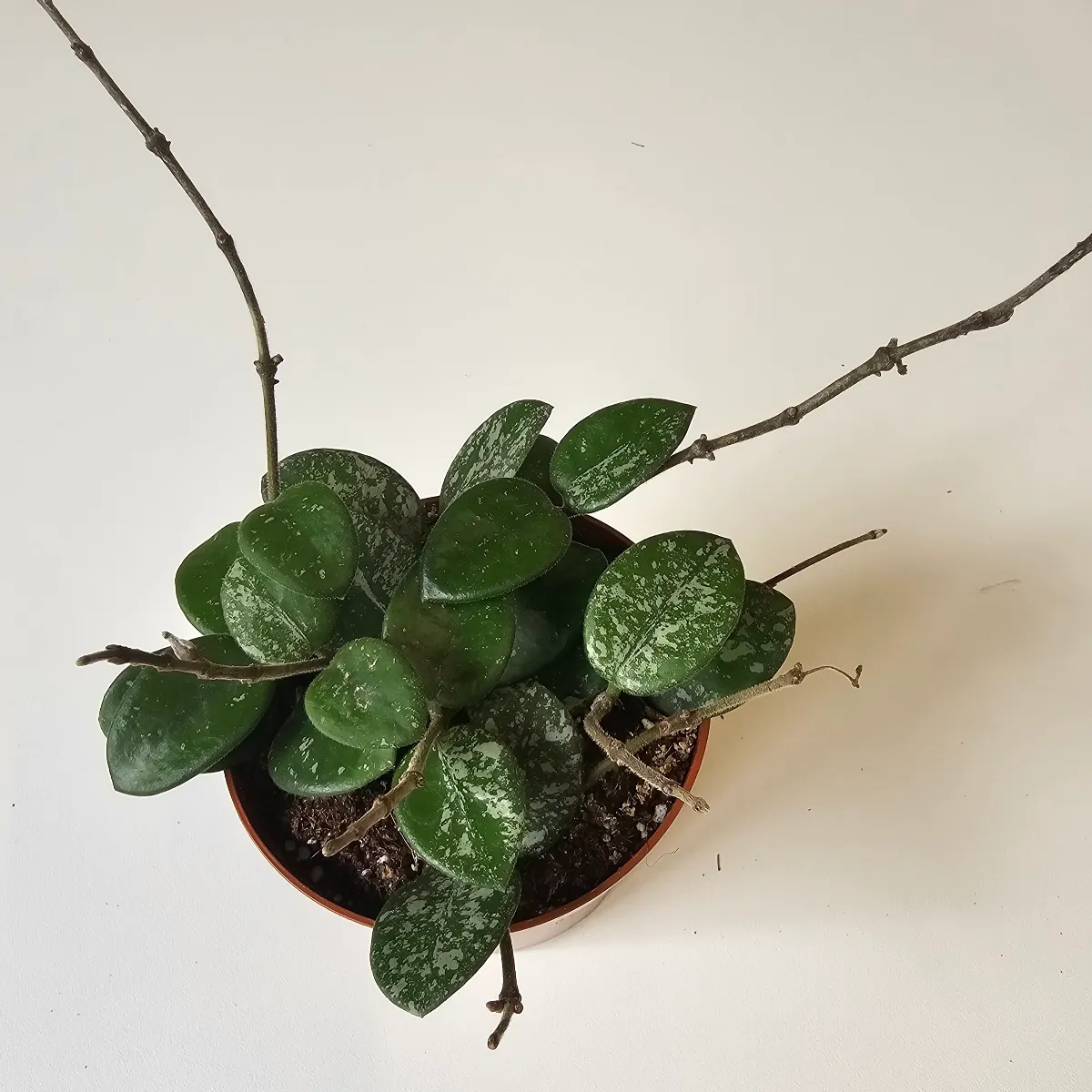hoya “mathilde” splash - slika 3