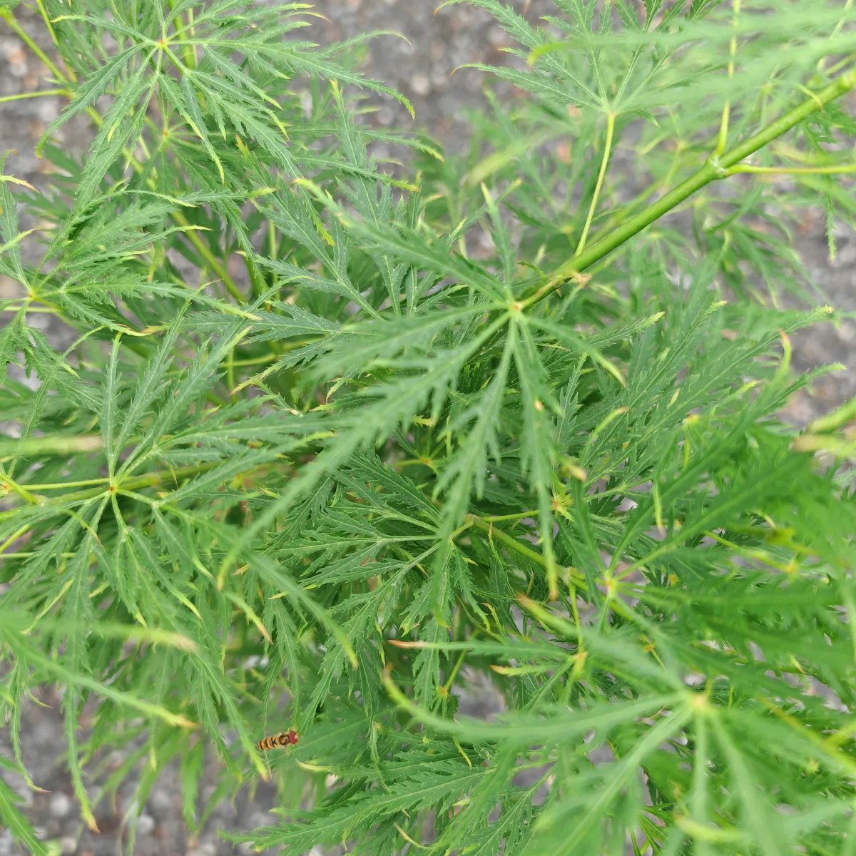 acer palmatum “dissectum” - slika 2