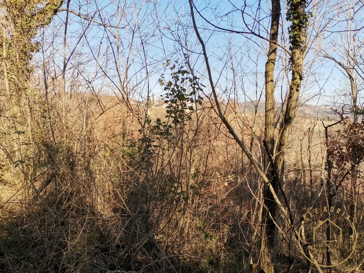 velika šuma sa ruševinom - slika 7