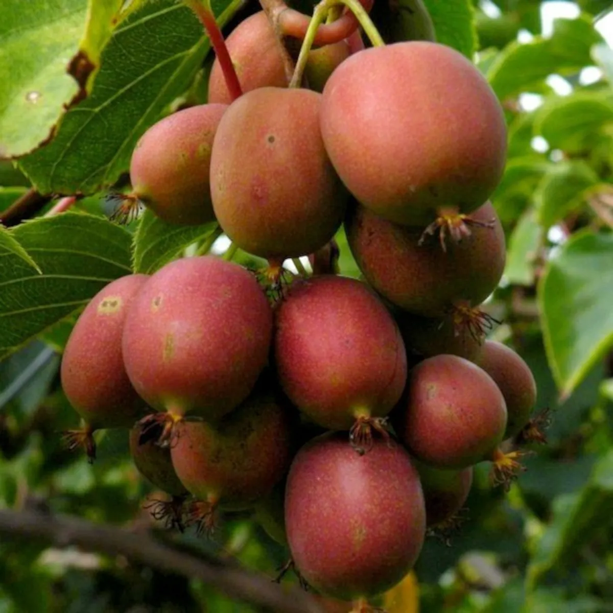 kiwi arg. “ken’s red” - slika 2
