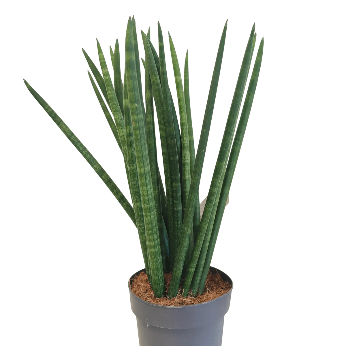 sansevieria cylindrica - slika 6