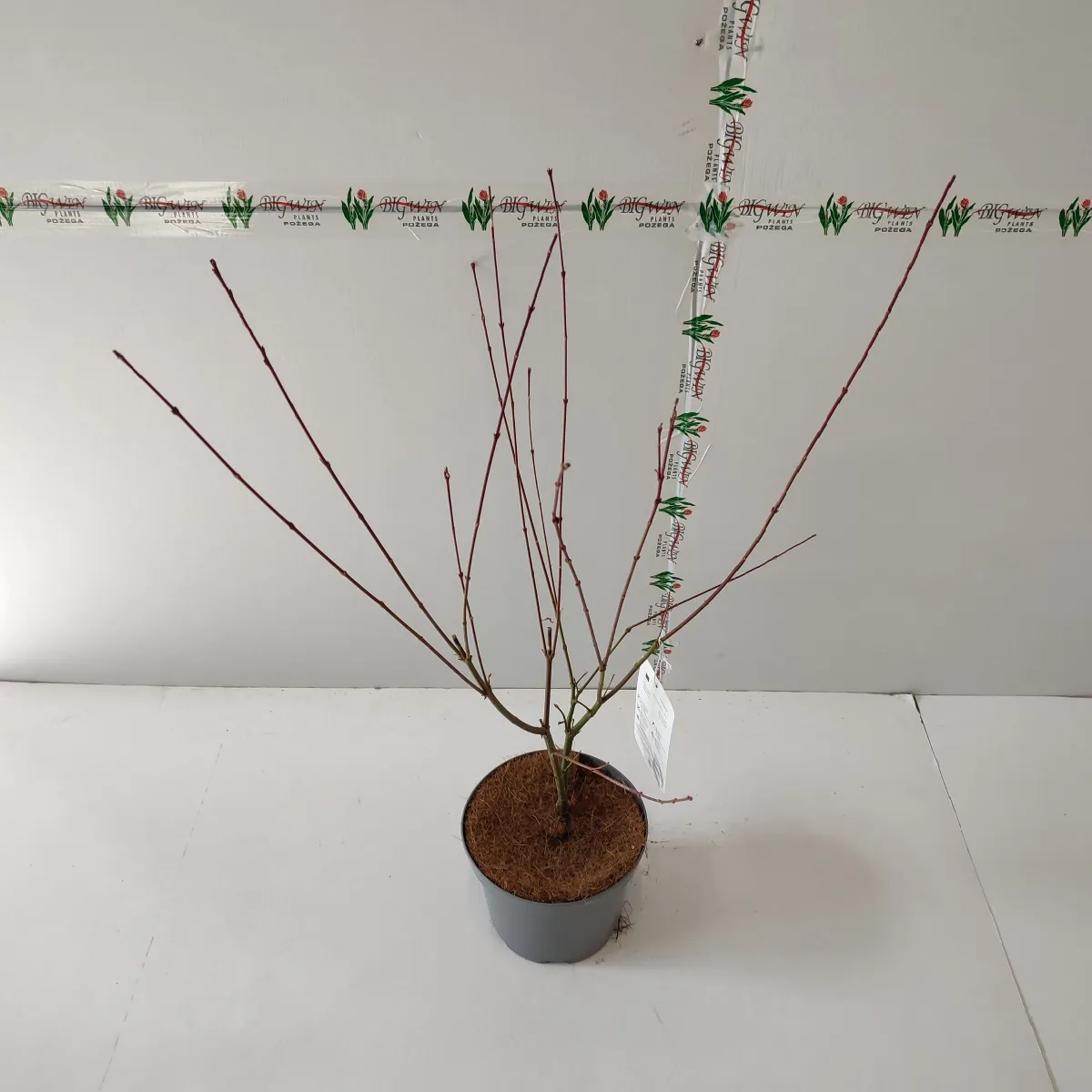 acer pal.”brown sugar” - slika 3