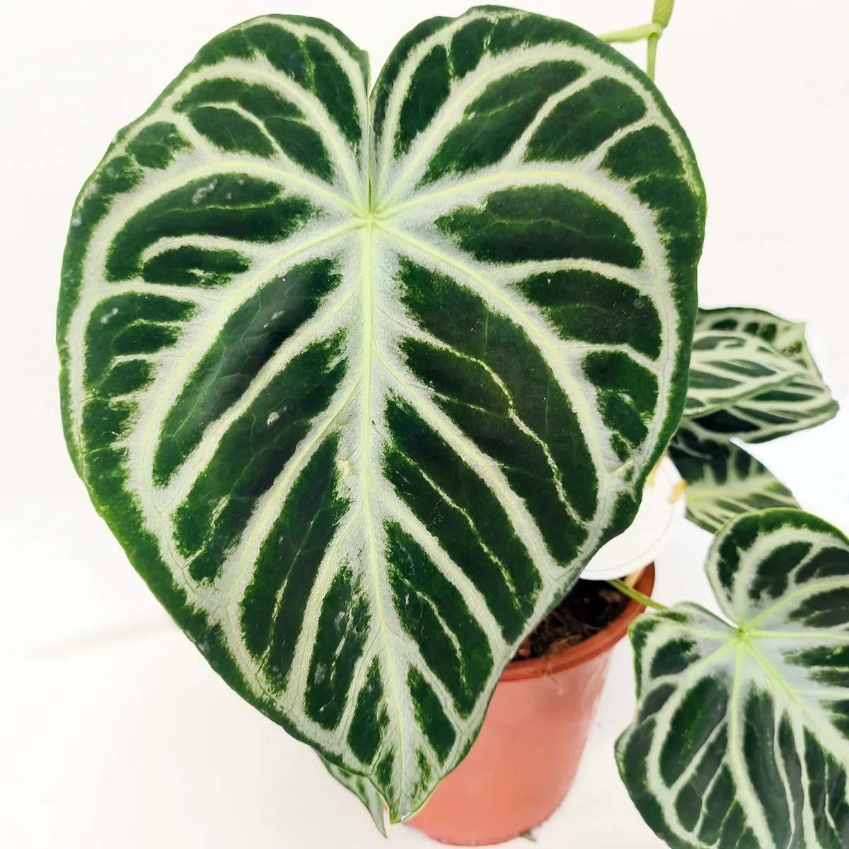 anthurium “silver blush” - slika 2
