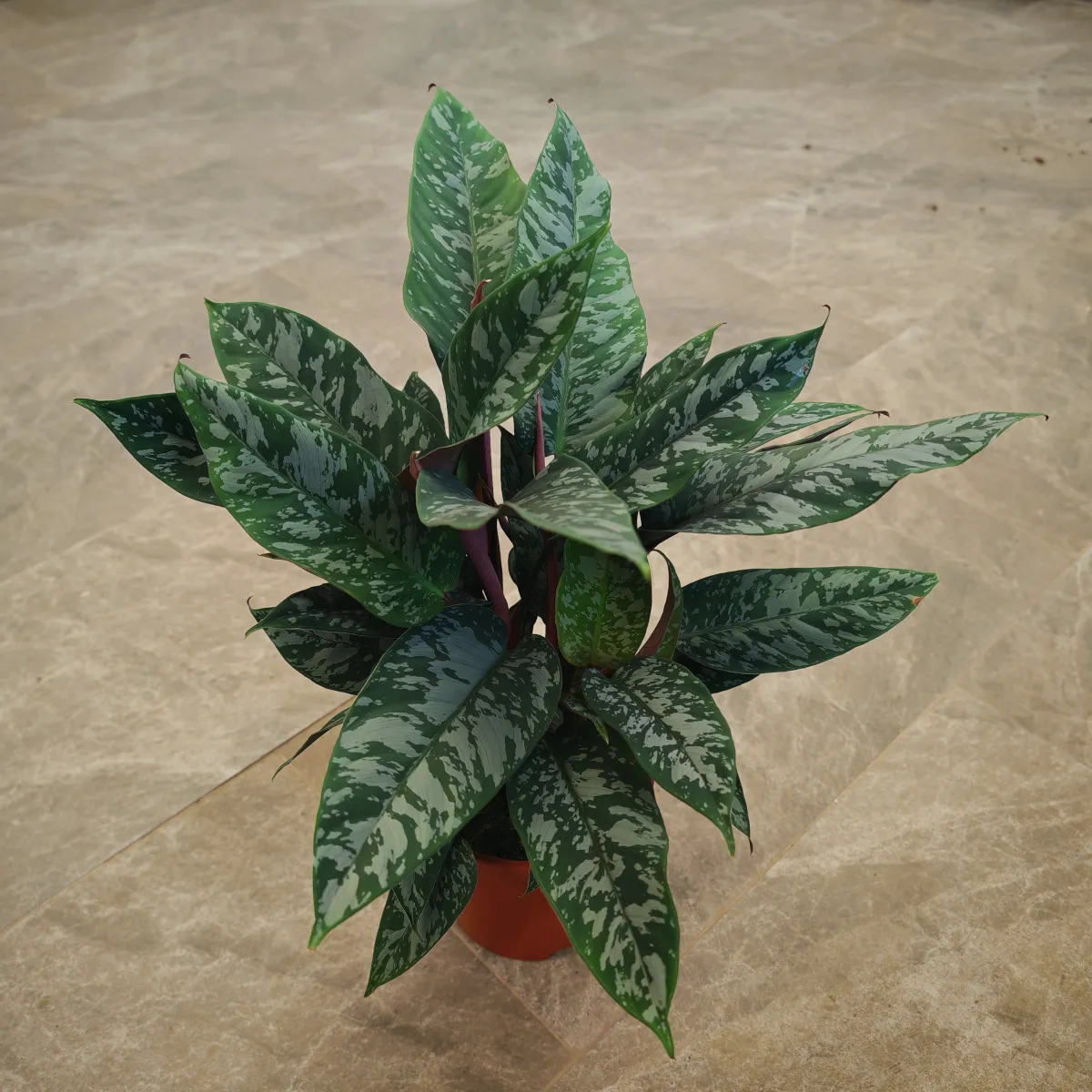 apoballis acuminatissima - slika 2