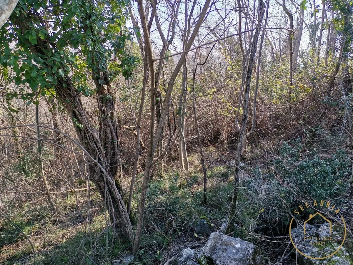 velika šuma sa ruševinom - slika 3